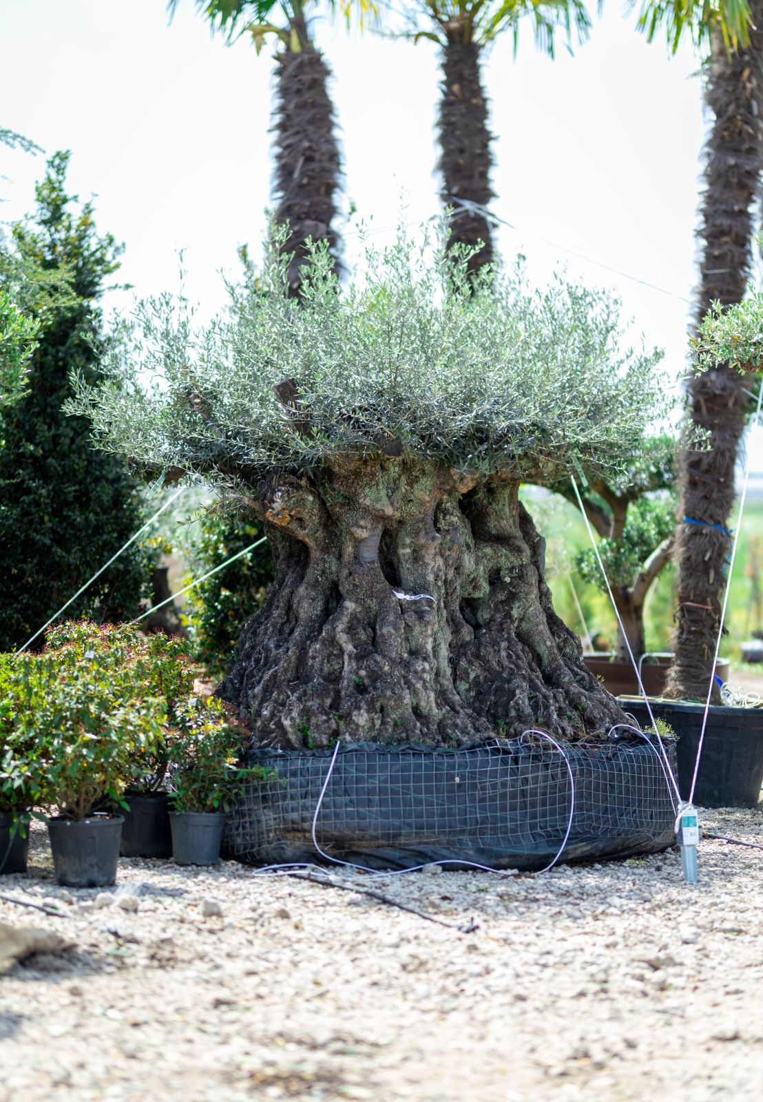 FIRST GARDEN INTERNATIONAL